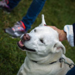 pet blessing