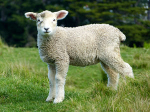 Lamb
