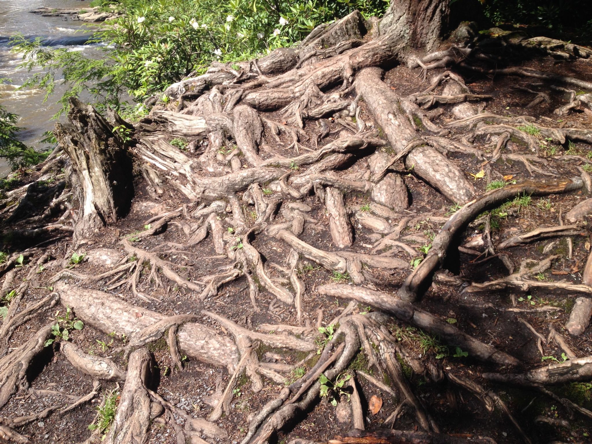 Tangled Roots