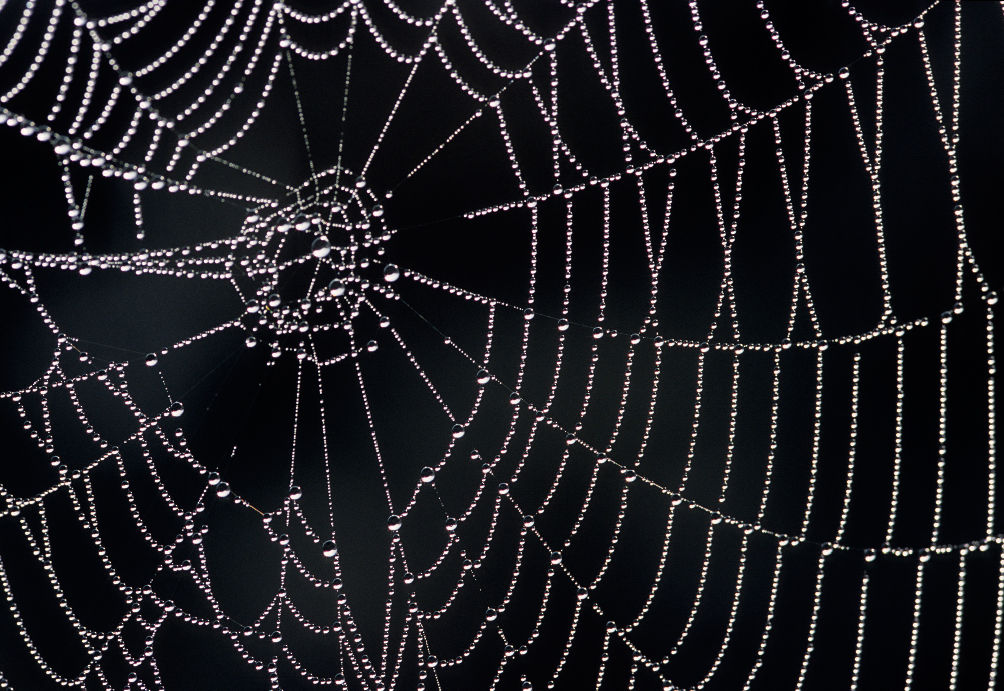 The Blessing of Spiders