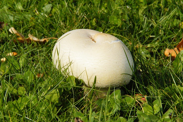 Mushroom Grace