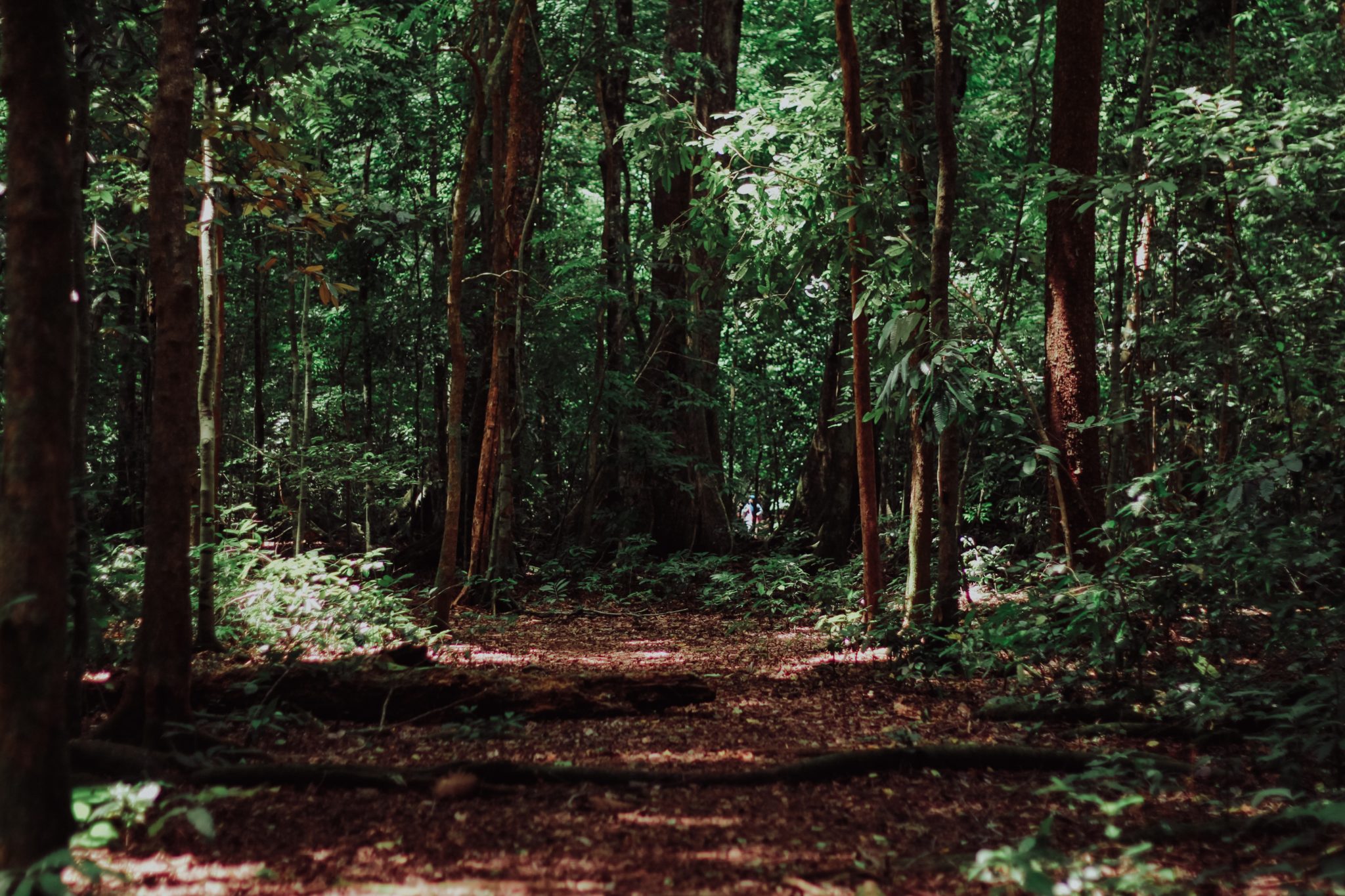 Everything in the forest is the forest