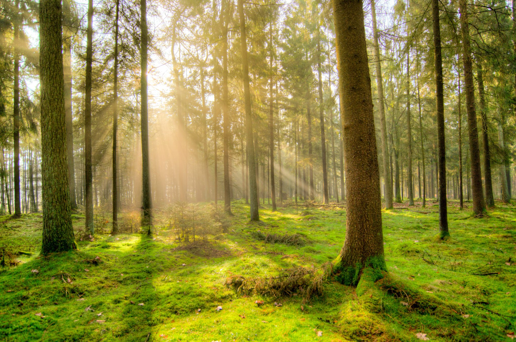 Morning Has Broken