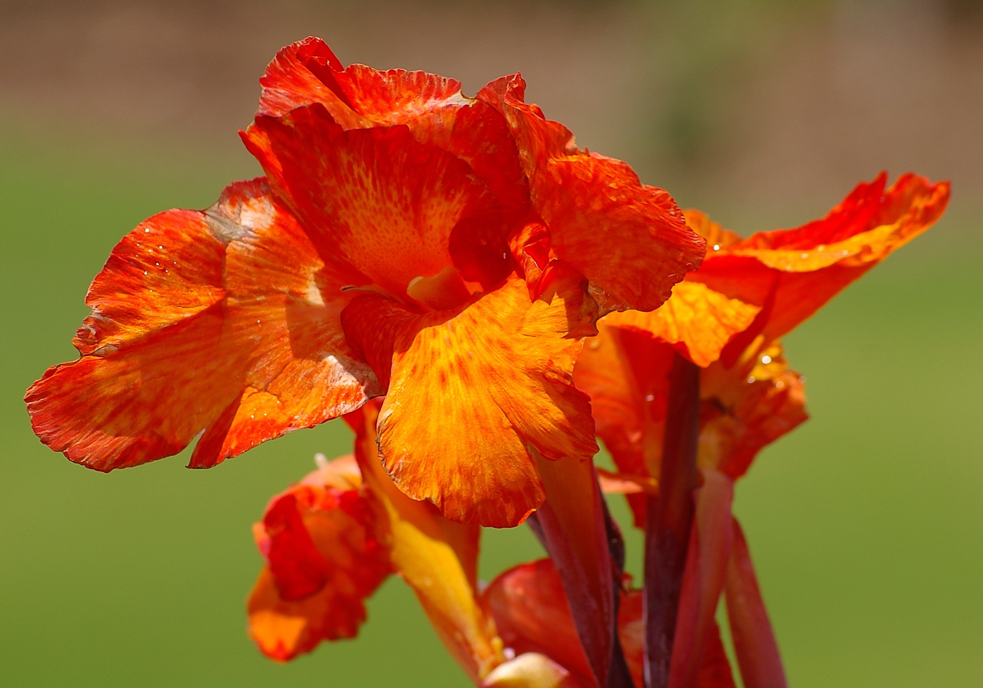 A Canna Lily in Your Heart