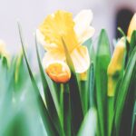 yellow flowers